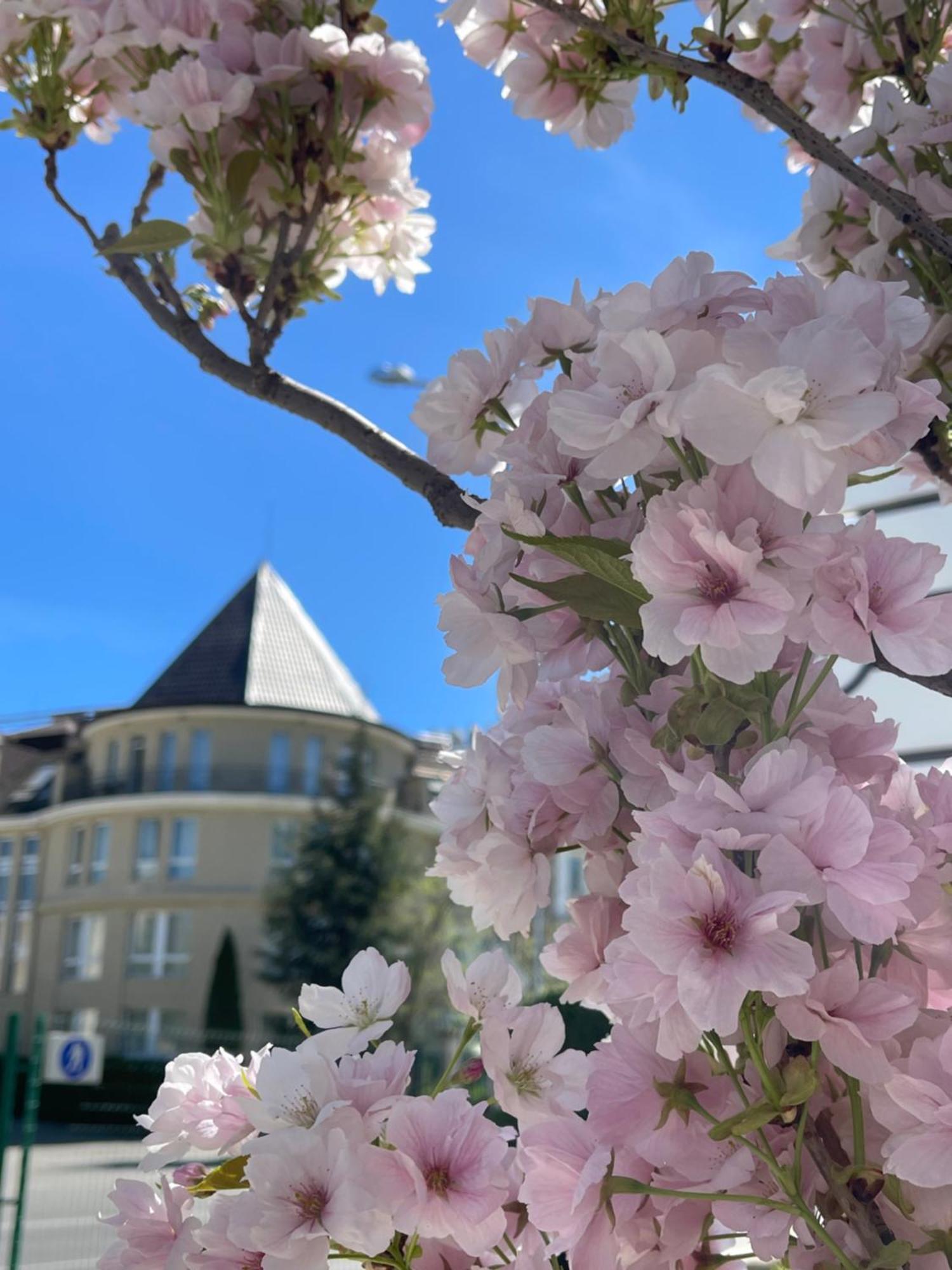 โรงแรมแมซอง โซเฟีย ภายนอก รูปภาพ Cherry blossoms in the neighborhood